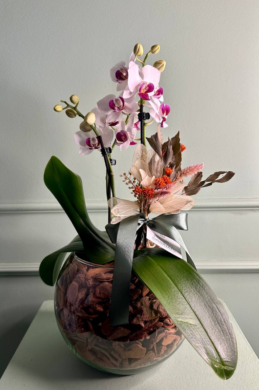 Mini Orqu�dea no Vaso de Vidro