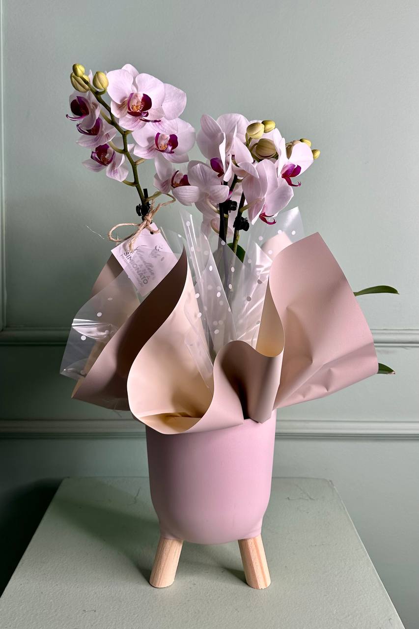 Mini Orqu�dea no Cachep� Brul�