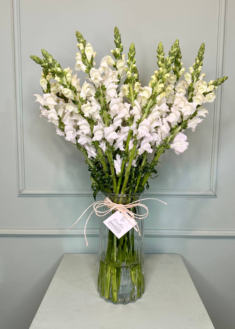 Vaso com Boca-de-Le�o Branca