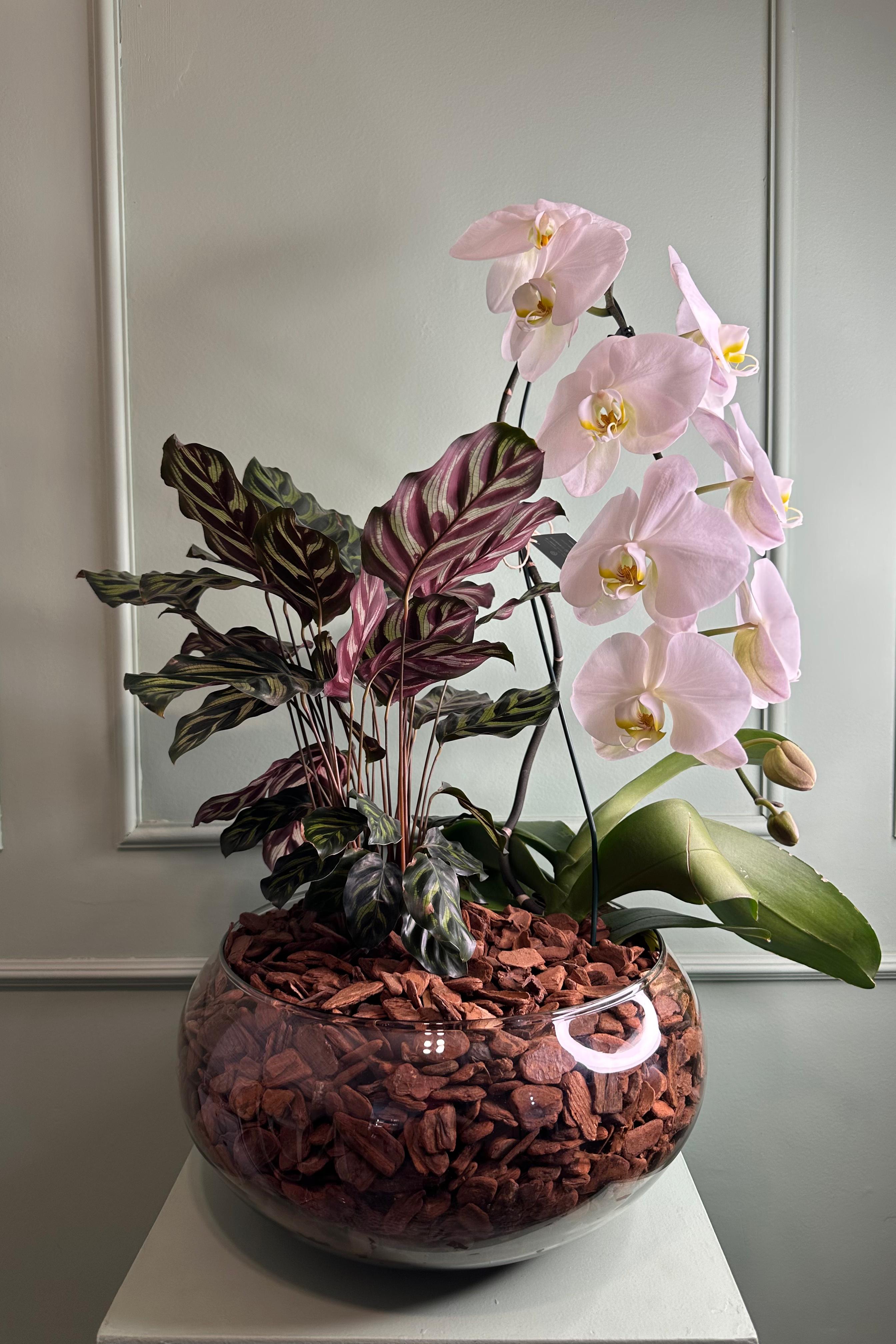 Arranjo com Orqu�dea Cascata e Calathea