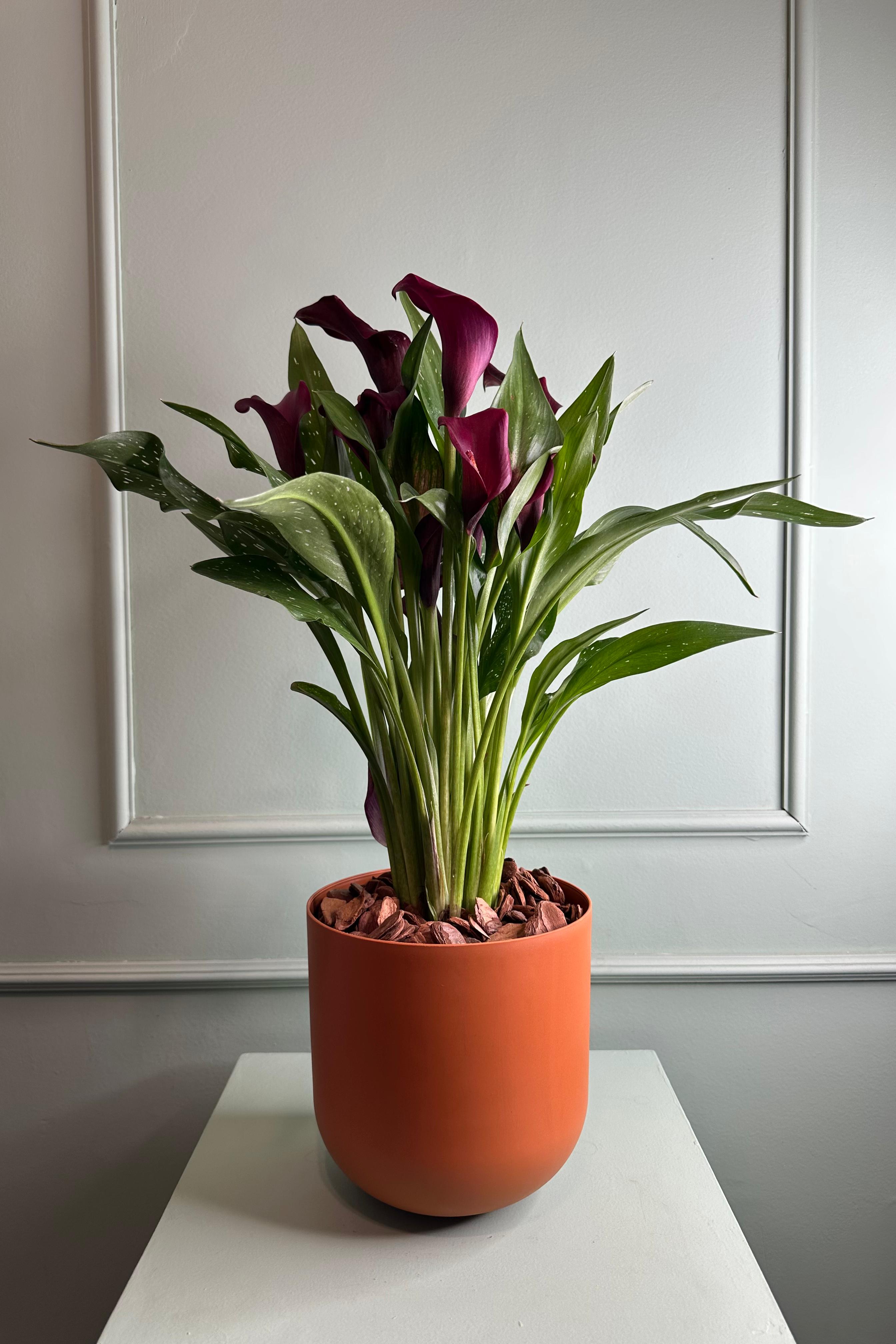 Calla no Cachep� Elegance
